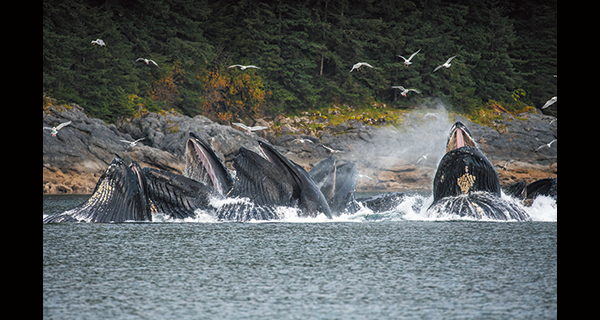 ナショナルジオグラフィックチャンネル