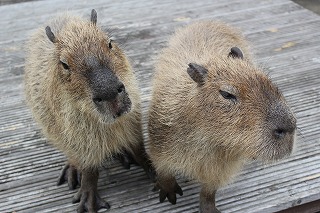 伊豆アニマルキングダム