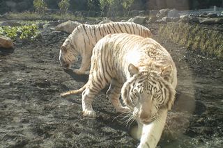 伊豆アニマルキングダム